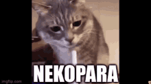 Nekopara Cat GIF - Nekopara Cat GIFs