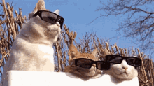 When U See A Cutie GIF - Cats Sunglasses Hangingout GIFs