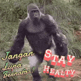 a gorilla is walking in the woods with the words " stay healthy " on the bottom