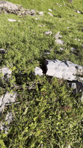 a rock in the middle of a grassy field with a hole in it