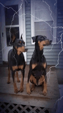 Thunderstorm Dogs GIF - Thunderstorm Dogs GIFs