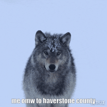 a picture of a wolf with the caption me omw to haverford county
