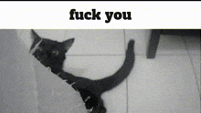 Cat Fuck You GIF - Cat Fuck You Slap GIFs