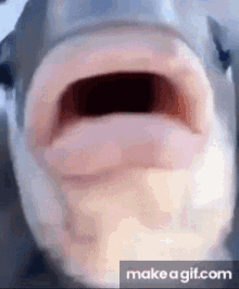 Suckle Fish GIF - Suckle Fish Mouth GIFs