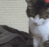 a black and white cat is sitting on a couch