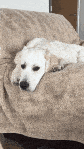 a white dog laying on a couch with a tan blanket