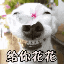 送你花花，花花，狗狗，可爱 GIF - Puppy Flower To You GIFs