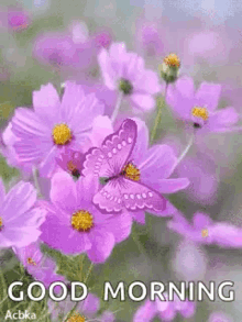 violet butterfly flower
