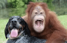 Monkey With Dog Dog With Mokey GIF - Monkey With Dog Dog With Mokey Dog Smiling GIFs