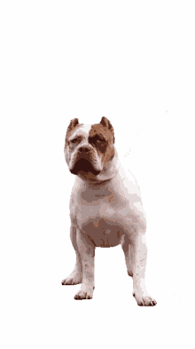 the americanbully