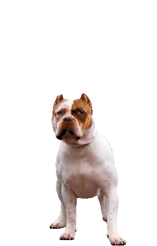 Pitbull Dog Americanbully Sticker - Pitbull Dog Americanbully Beauty And The Beast Stickers