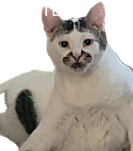 Farted Cat Sticker - Farted Cat Stickers