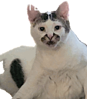 Farted Cat Sticker - Farted Cat Stickers