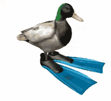 Duck Spin GIF - Duck Spin Flippers GIFs
