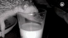 Raw Milk Thirsty GIF - Raw Milk Thirsty Drinking GIFs