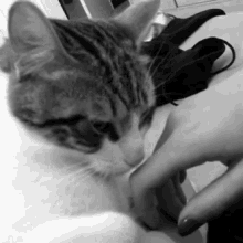 Cat Hold Hands GIF - Cat Hold Hands Sniff GIFs