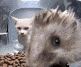 Cat Eating Meme Hedgehog GIF - Cat Eating Meme Hedgehog Staring Cat GIFs