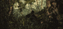 a man is standing in the middle of a forest .