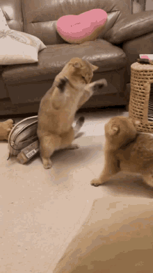Fighting Fight GIF