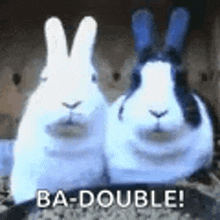 two rabbits are sitting next to each other in a cage and they are making a peace sign .