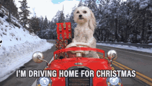 driving home for christmas merry christmas funny animal driving dog santa dog