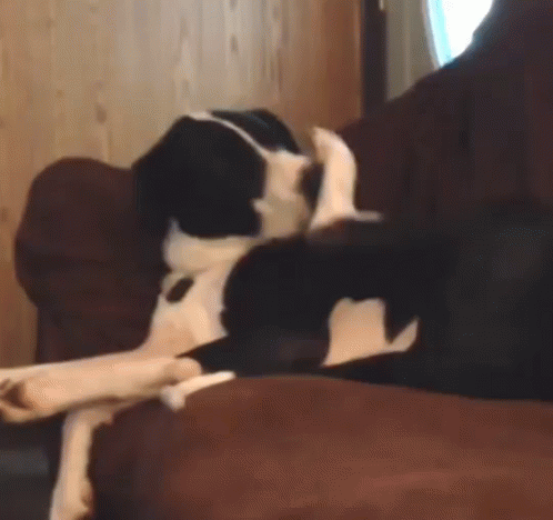 Funny Animals Lol GIF - Funny Animals Lol Dog - Discover & Share GIFs