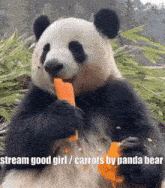 Panda Bear Bear Panda GIF