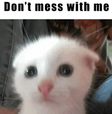 a white kitten with a pink nose is being held by a person with the caption " don t mess with me "