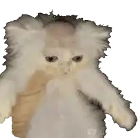 a kitten is being held in someone 's hand with a white background behind it