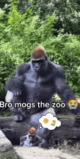 a gorilla with a thought bubble that says bro mogs the zoo on it