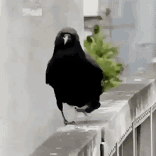 Sassy Black GIF - Sassy Black Bird GIFs