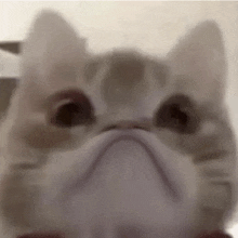 Cat Frown GIF - Cat Frown GIFs