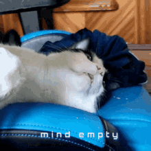 Becklo Cat GIF - Becklo Cat Mind Empty GIFs
