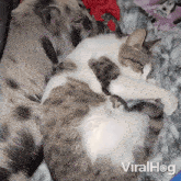 Sleeping Cat GIF - Sleeping Cat Pig GIFs