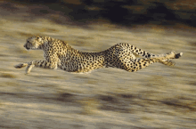 Leopardo GIF