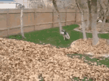 funny animals husky play leaves