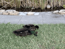 a duck with a green beak is standing in the grass