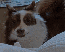 a brown and white dog is laying on a white blanket
