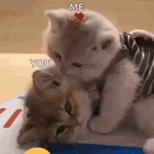 two kittens are playing with each other and one of them has a heart on its head .