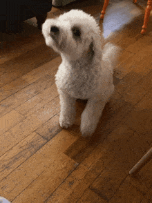 Goldendoodle Puppy GIF - Goldendoodle Puppy Sneeze GIFs