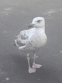 When Your Bird Wanna Photoshoot In The Park GIF