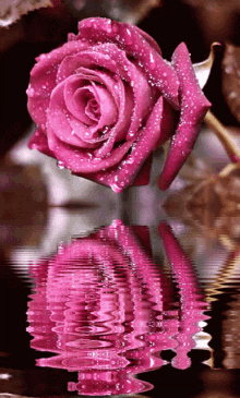Pink Rose Water Pinks Reds GIF - Pink Rose Water Pinks Reds Sigle Rose GIFs