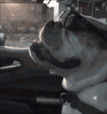 Deal With It Dog GIF