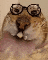Cat Licking Cat Meme GIF - Cat Licking Cat Cat Meme GIFs
