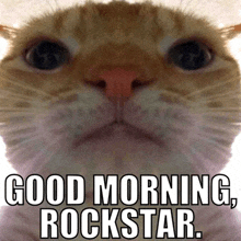 Funny Good Morning Sliding Cat GIF