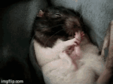 mouse licking foot grooming pet