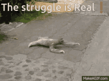 The Struggle Is Real Sloth GIF - The Struggle Is Real Sloth Animal GIFs