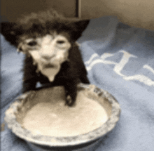 a black and white kitten sitting on a plate of food