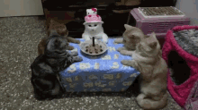 Purrfday Party GIF - Birthday Birthday Part Cat Party GIFs
