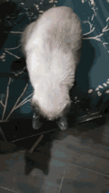 Reverse Siamese Cat GIF